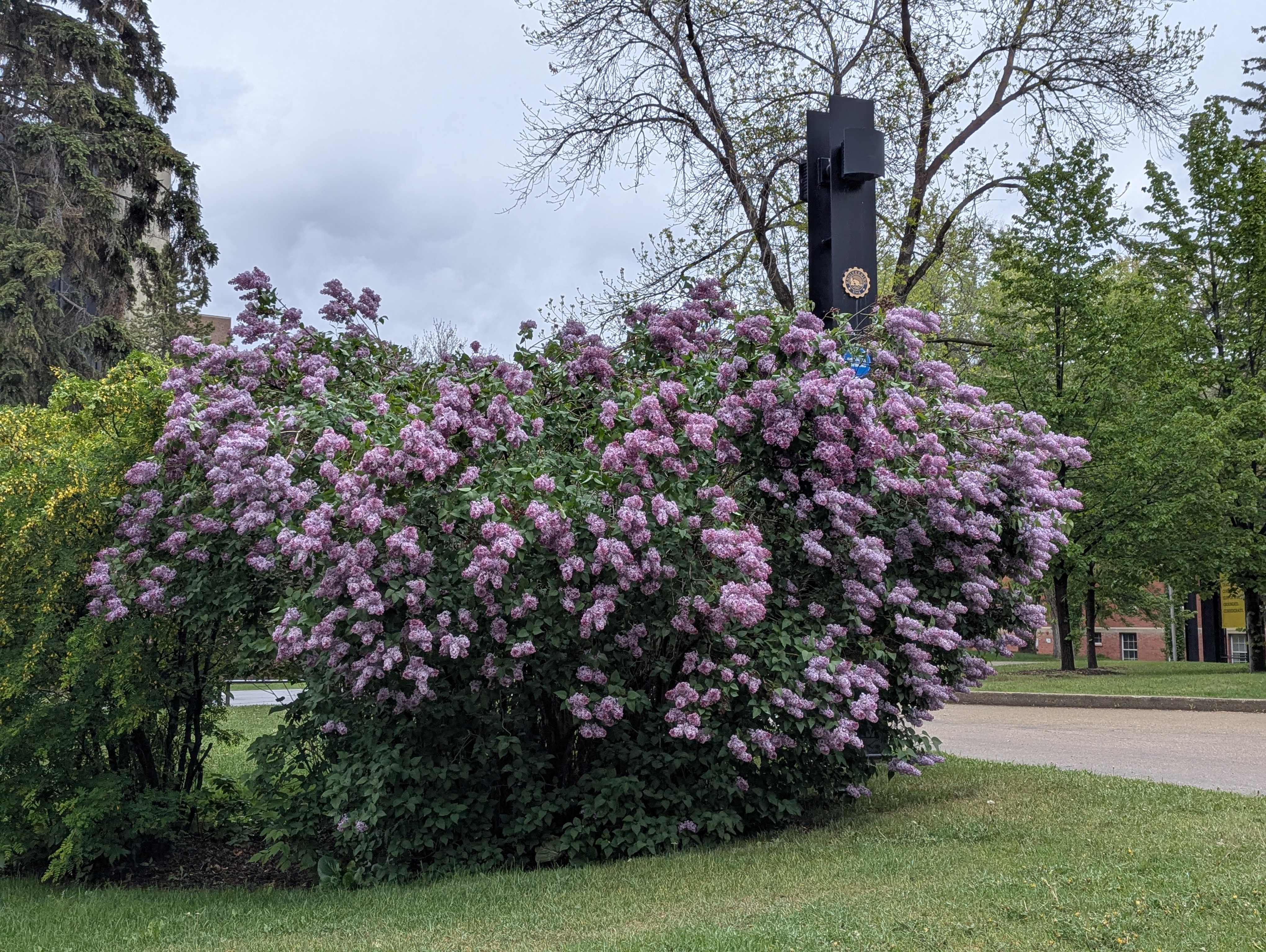Birthday Trip to Canada, University of Alberta